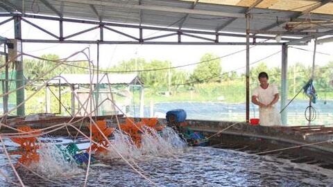 Chủ động phòng bệnh trên tôm