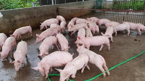 Giá heo hơi ngày 19/4: Nhiều tỉnh, thành biến động trái chiều