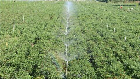 Công nghệ tưới tiên tiến giúp nông dân tiết kiệm 20 triệu đồng/ha/năm