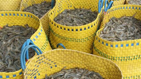 Giá tôm ở miền Tây tiếp tục đà giảm