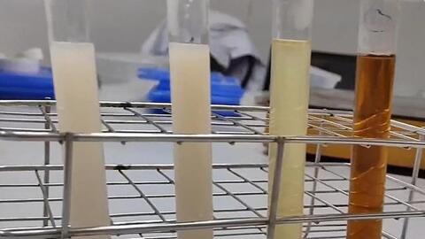 Chế tạo thuốc trừ sâu từ hạt mãng cầu, thầu dầu