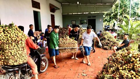 Vải thiều sớm Bắc Giang năm 2022 trúng mùa, giá cao