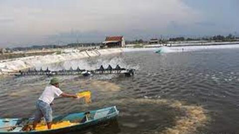 Giá trị tôm nuôi Nghệ An đạt 1.650 tỷ đồng