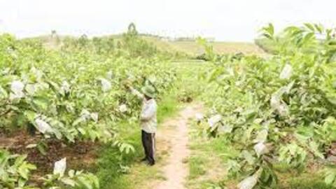 Vận động nông dân chuyển từ sản xuất nông nghiệp sang kinh tế nông nghiệp