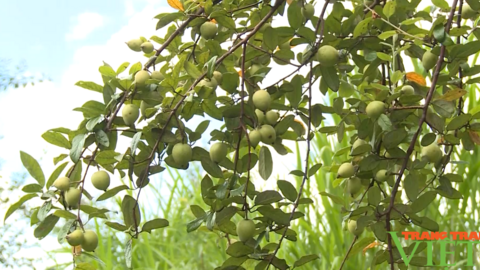 Hội nông dân Tam Đường phát triển kinh tế, gắn với xây dựng nông thôn mới