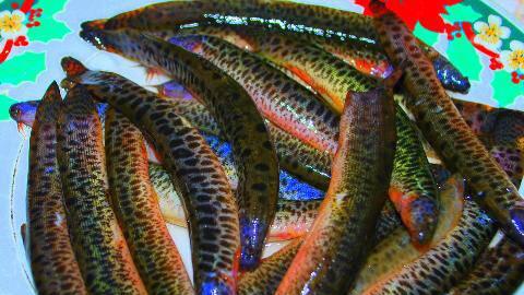 Loại cá giàu canxi gấp 6 lần cá chép, 10 lần mực, được ví là ‘nhân sâm dưới nước'