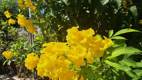 Hoa Chuông Vàng khoe sắc – “Nàng tiên” khoác chiếc áo màu nắng tươi