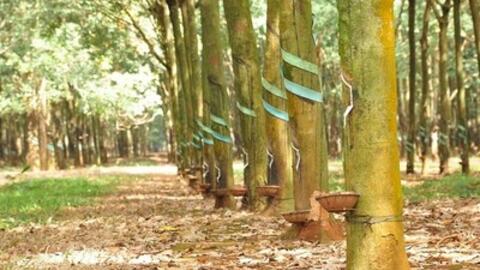 Giá cao su hôm nay 23/11: Cập nhật giá cao su trong nước và thế giới