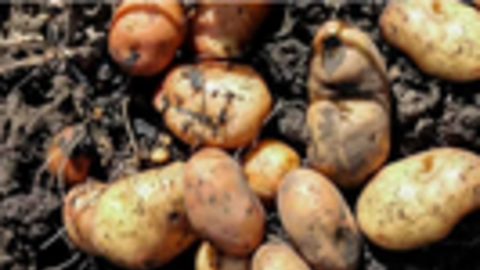 Loại củ rẻ tiền nhưng rất giàu vitamin C, kali gấp 3 lần chuối