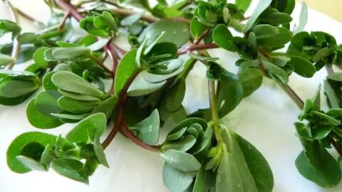 Rau dại mọc đầy vườn, ăn vừa ngon lại mát, đem phơi khô thành thuốc quý