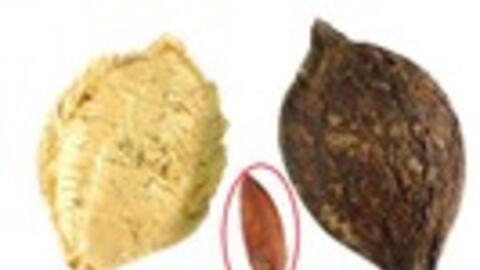 Quả này xưa rụng quét vứt đi, nay thế giới cũng dùng, giá đắt đỏ 500.000 đồng/kg