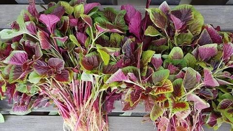 Thứ rau dân dã này dễ nấu, được mệnh danh là "vua sắt", có khả năng làm giảm cholesterol