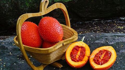 Phần giá trị nhất của quả gấc, nhiều người không biết vứt đi