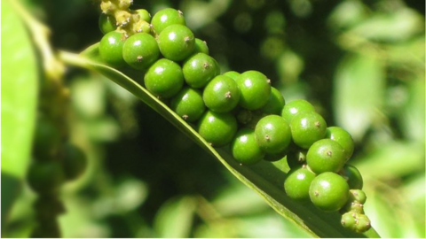 Việt Nam có dấu hiệu thiếu hụt hàng dự trữ, giá tiêu có thể chạm ngưỡng 100.000 đồng/kg