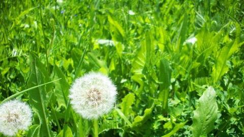 Loại rau dại mọc nhiều ở nước ta, không ít người bỏ đi song lại vô cùng tốt cho gan, thải độc