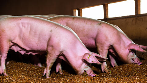 Giá heo hơi hôm nay 11/1/2024: Tăng nhẹ 1.000 - 2.000 đồng/kg