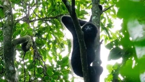 Kiểm đếm Vượn cao vít bằng công nghệ sinh trắc giọng hót