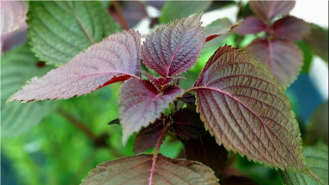 Bất ngờ về công dụng của lá tía tô, lá tía tô chữa bệnh gì?