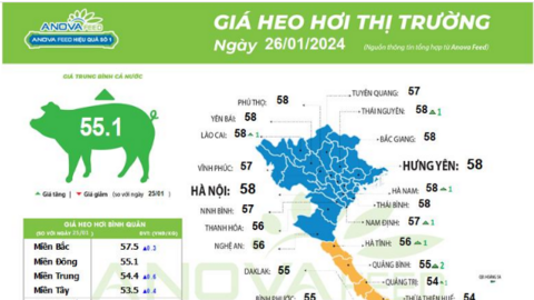 Giá lợn hơi sắp chạm mốc 60.000 đồng/kg, thị trường đang trên đà phục hồi nhanh dịp cận Tết