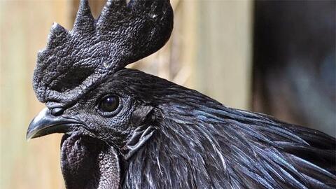 Gà mặt quỷ bán ở Việt Nam: Gây sốt giới đại gia, 100 triệu/cặp cũng không đủ để cung cấp