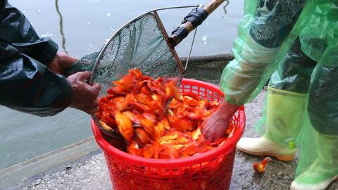 Người nuôi cá chép đỏ tất bật ngày Tết ông Công, ông Táo