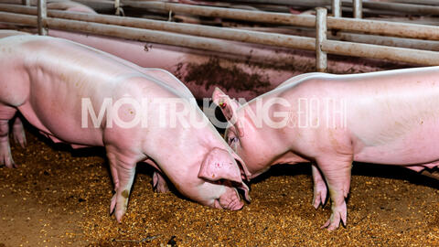 Giá heo hơi hôm nay 5/2/2024: Dao động từ 52.000 - 60.000 đồng/kg