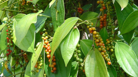 Ngày thứ 3 liên tiếp giá tiêu tiếp tục tăng cao kỷ lục…