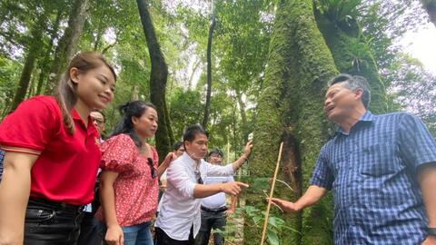 Người dân Tu Mơ Rông bị trộm hơn 800 cây sâm Ngọc Linh