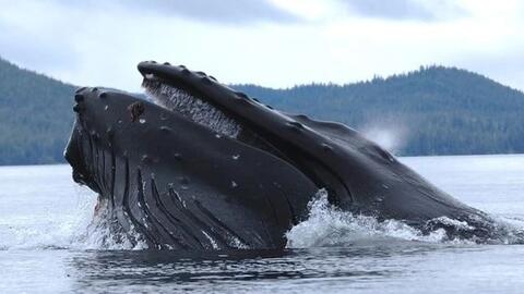 Nắng nóng làm suy giảm nghiêm trọng số lượng cá voi lưng gù ở Thái Bình Dương