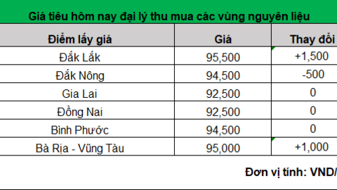 Giá tiêu hôm nay lại tăng, cao nhất 95.500 đồng/kg