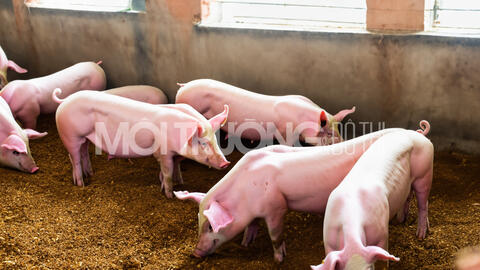 Giá heo hơi hôm nay 5/3/2024: Tăng nhẹ 1000 đồng/kg ở Miền Nam