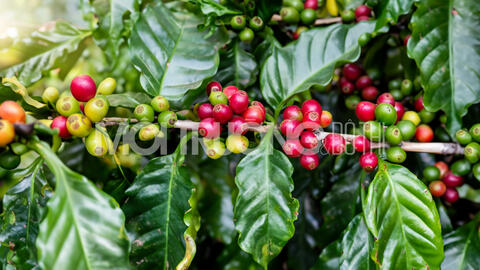 Giá cà phê hôm nay 8/3/2024: Cập nhật giá cà phê Tây Nguyên và Miền Nam