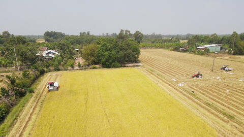 Đưa gạo ngon nhất thế giới về quê hương