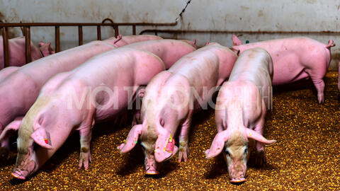 Giá heo hơi hôm nay 15/3/2024: Tăng 1.000 - 2.000 đồng/kg ở Miền Nam