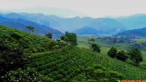 Bát Xát phát triển cây chè hàng hoá