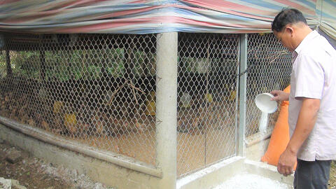 Lục Yên (Yên Bái) bảo đảm môi trường trong chăn nuôi