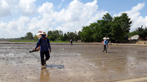 Bất chấp khuyến cáo, nhiều diện tích lúa vụ Hè Thu 2024 nông dân xuống giống trái lịch thời vụ