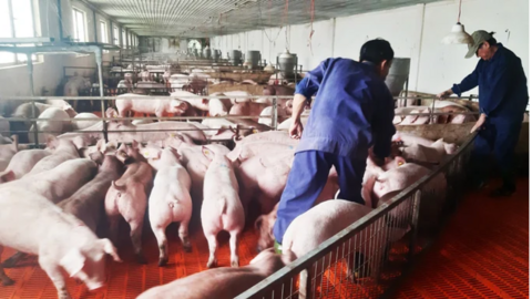 Giá heo hơi hôm nay 17/4/2024: Vượt mốc 60.000 đồng/kg