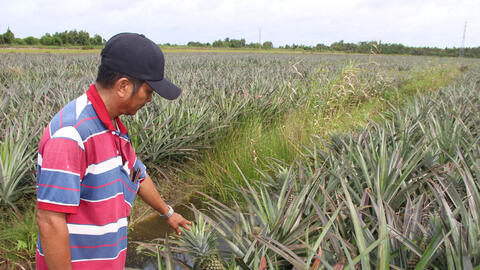 Cây khóm trên đất Thủ Thừa
