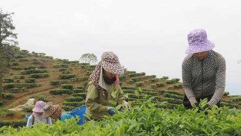 Hướng đi mới trong phát triển kinh tế ở xã vùng cao Lào Cai