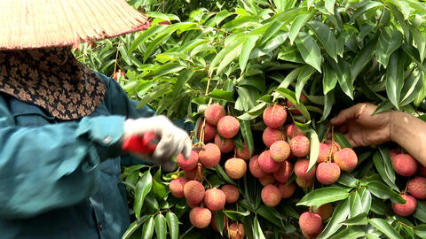 Bắc Giang: Xuất khẩu thành công 3,5 tấn vải thiều tươi chín sớm sang Đức