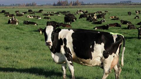 New Zealand hủy kế hoạch đánh thuế khí thải ngành nông nghiệp