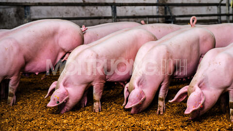 Giá heo hơi hôm nay 14/6/2024: Cao nhất 71.000 đồng/kg