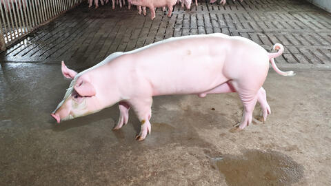 Giá heo hơi hôm nay 18/6/2024: Dao động từ 66.000 - 71.000 đồng/kg