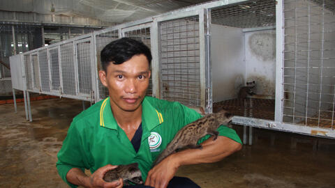 Nuôi chồn hương mang lại hiệu quả cao