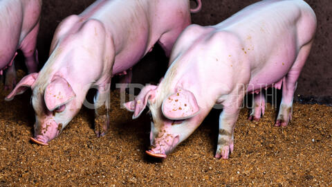 Giá heo hơi hôm nay 4/7/2024: Dao động từ 63.000 - 69.000 đồng/kg