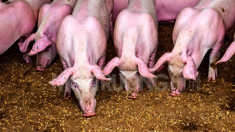 Giá heo hơi hôm nay 8/7/2024: Tăng giảm trái chiều đầu tuần