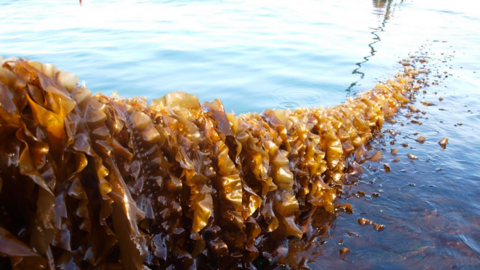 Nuôi trồng hải sản ở trang trại điện gió ngoài khơi