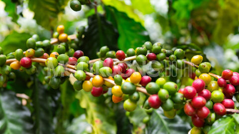 Giá cà phê hôm nay 18/7/2024: Cập nhật giá cà phê Tây Nguyên và Miền Nam