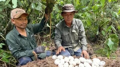 Campuchia: Phát hiện ổ cá sấu quý hiếm gần tuyệt chủng